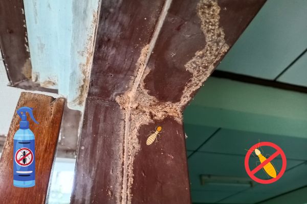 Termite Control